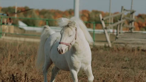 White pony rides in the pen Video stock 99802019