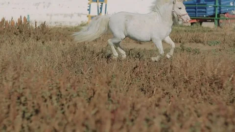 White pony rides in the pen Stock Footage 99802029