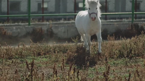 White pony rides in the pen Stock Footage 99802032