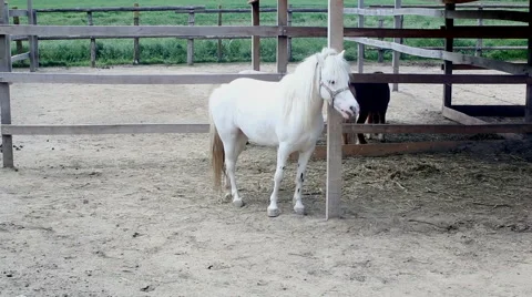 White pony scratching his neck on a piece of wood 스톡 동영상 63506100