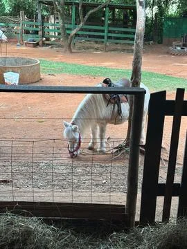 White Pony in Stable Stock Photos