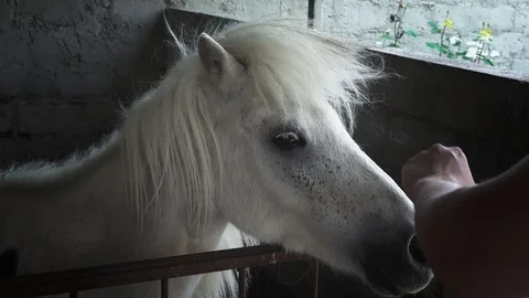 White pony stands in the paddock Stock Footage 109513698
