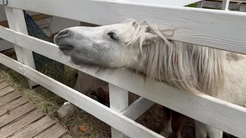 White pony sticks its head through the white fence asking for a carrot. Stock Footage 303925537