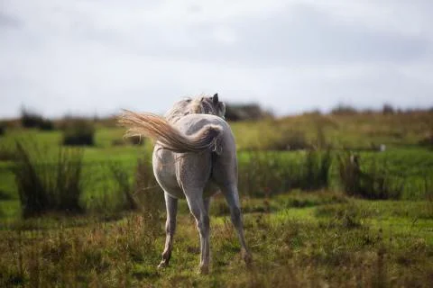 White pony tail in the wind  Stock Photos