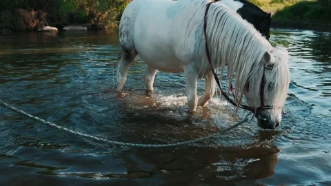 White pony washes in the river. Pony hoofs on water. Girl washes a pony in the r Stock Footage 132226005