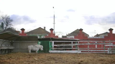 White pony in a zoo Stock Footage 58593180