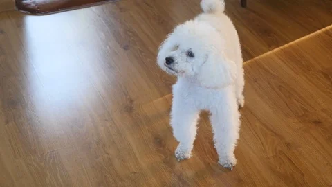 White poodle barking in the house Stock Footage 87184053