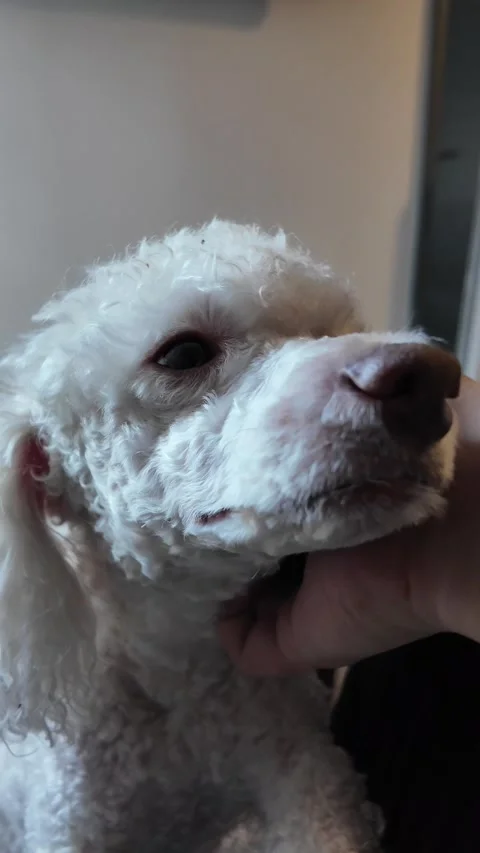 White Poodle Being Gently Stroked by Owner Stock Footage 311558119