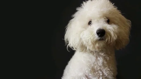 White poodle dog looking in camera on gray background 스톡 동영상 82739573