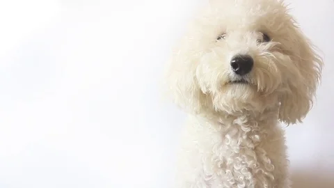 White poodle dog looking in camera on white background 스톡 동영상 82739575