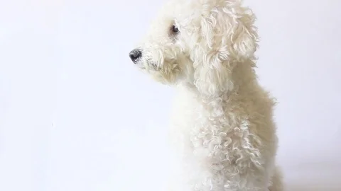 White poodle dog looking in camera on white background 스톡 동영상 82739982