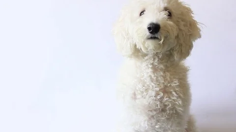 White poodle dog looking in camera on white background 스톡 동영상 82740006