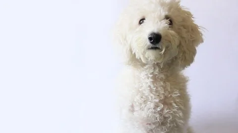 White poodle dog looking in camera on white background 스톡 동영상 82740008