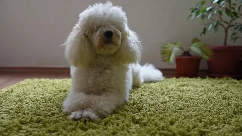 White poodle Stock Footage 72498130