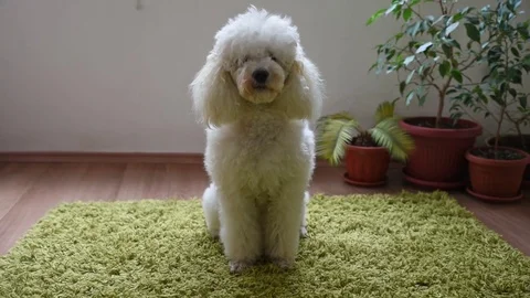 White poodle Stockbeeldmateriaal 72498186