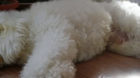 White poodle Stockbeeldmateriaal 72498528