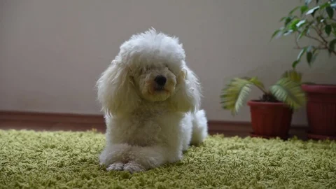 White poodle Stock Footage 72501195