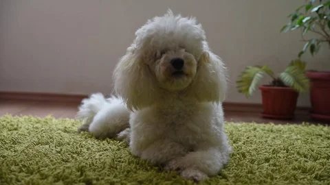 White poodle Stock Footage 72501456