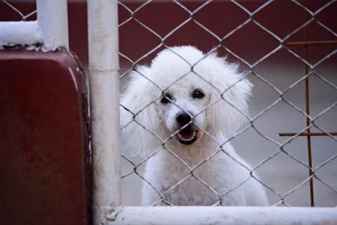 White poodle look through gate Stock Photos