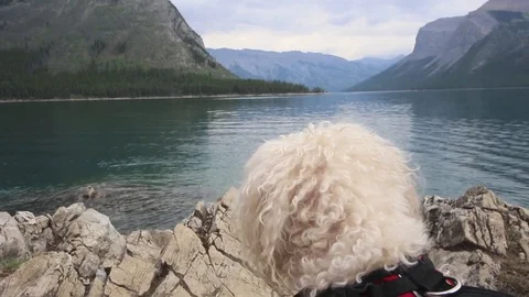 White poodle looking at lake Stock Footage 93688312