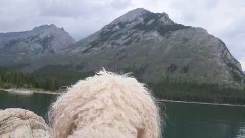 White poodle looking over lake Stock Footage 93688291