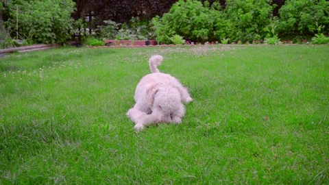 White poodle lying on green grass. Puppy playing with ball. Dog with toy Stock Footage 70878676