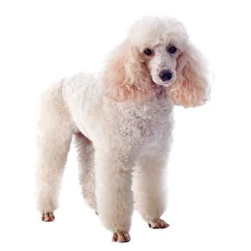 White poodle Stock Photos