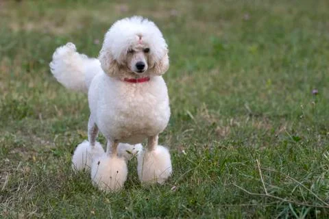 White poodle Stock Photos