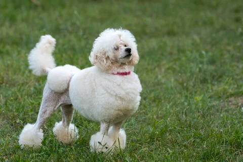 White poodle Stock Photos