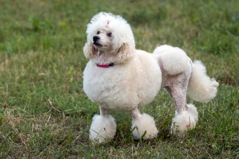 White poodle Stock Photos