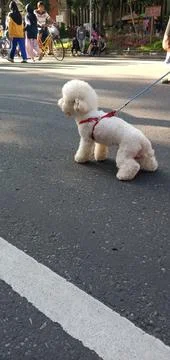 A White Poodle Stock Photos
