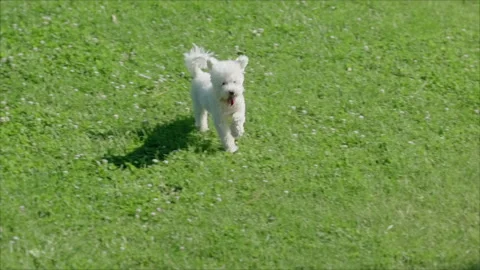 White Poodle Running Stock-Footage 337888246