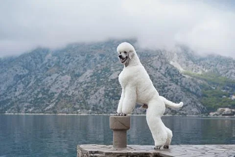 White Poodle standing on a stone post by the lake Stock Photos