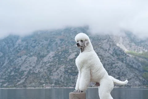 White Poodle standing on a stone post with a mountain view Stock Photos