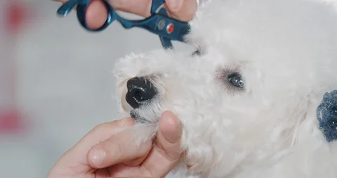 A white poodle while being brushed and hair cut in a dog grooming salon Stock Footage 114673779