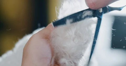 A white poodle while being brushed and hair cut in a dog grooming salon Stock Footage 114673842