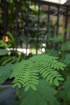 White Popinac Tree Stock Photos