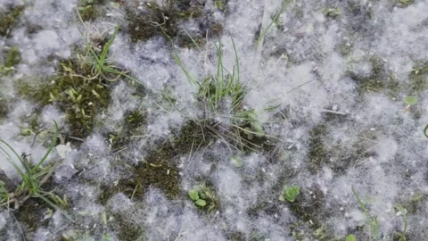 White poplar fluff carpet drifting across the ground Stock-Footage 334916874