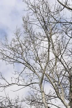 White poplar Stock Photos
