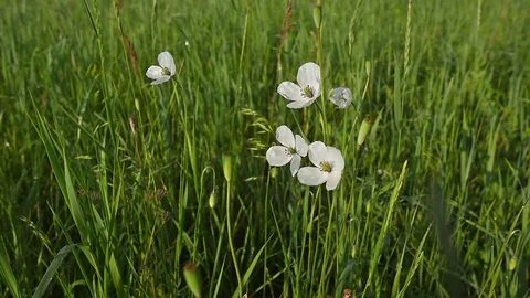 White poppies in the wind Stock Footage 71594455
