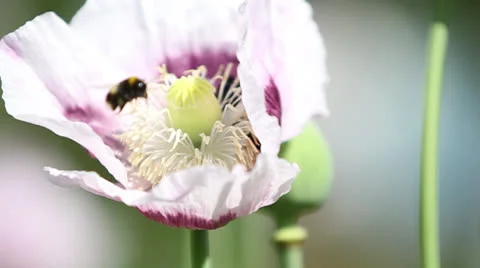 WHITE POPPY &amp; BEES 01 Stock Footage 22998089