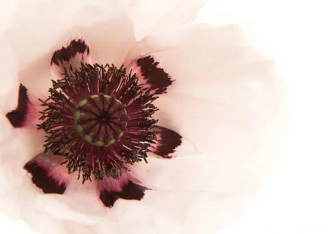 White poppy close up Stock Photos