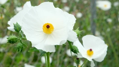 White poppy flower Video stock 105468630