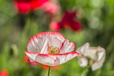 White poppy on the green field. Close-up poppy head. Stock Photos