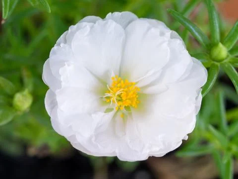 White Portulaca Close-up Foto stock