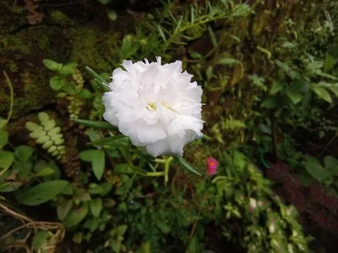 White portulaca Stock Photos