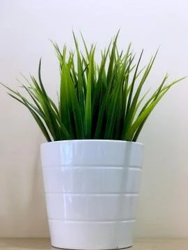White pot with green grass on the table Stock Photos