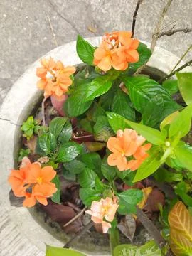 A white pot planted with a canting orange flower 스톡 사진