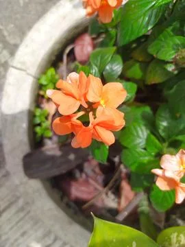 A white pot planted with a canting orange flower 스톡 사진
