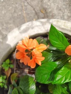 A white pot planted with a canting orange flower 스톡 사진